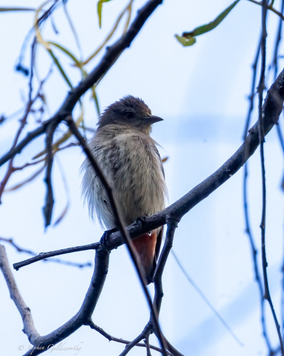 Mistletoebird - ML641164339