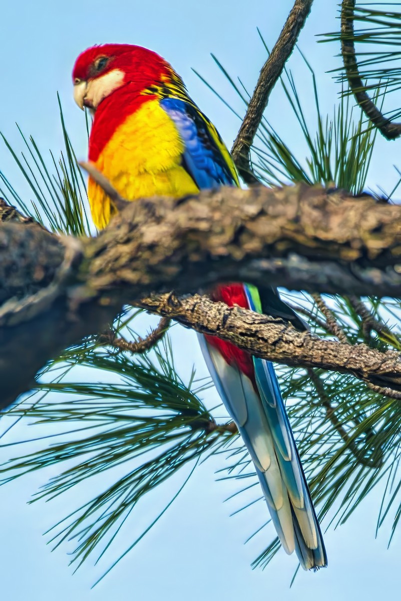 Eastern Rosella - ML641164394
