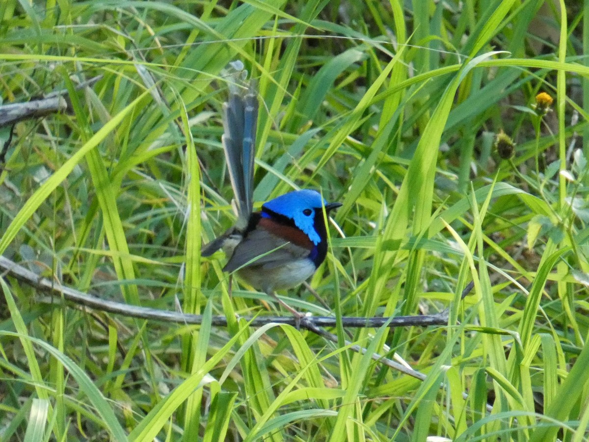 Variegated Fairywren - ML641164400