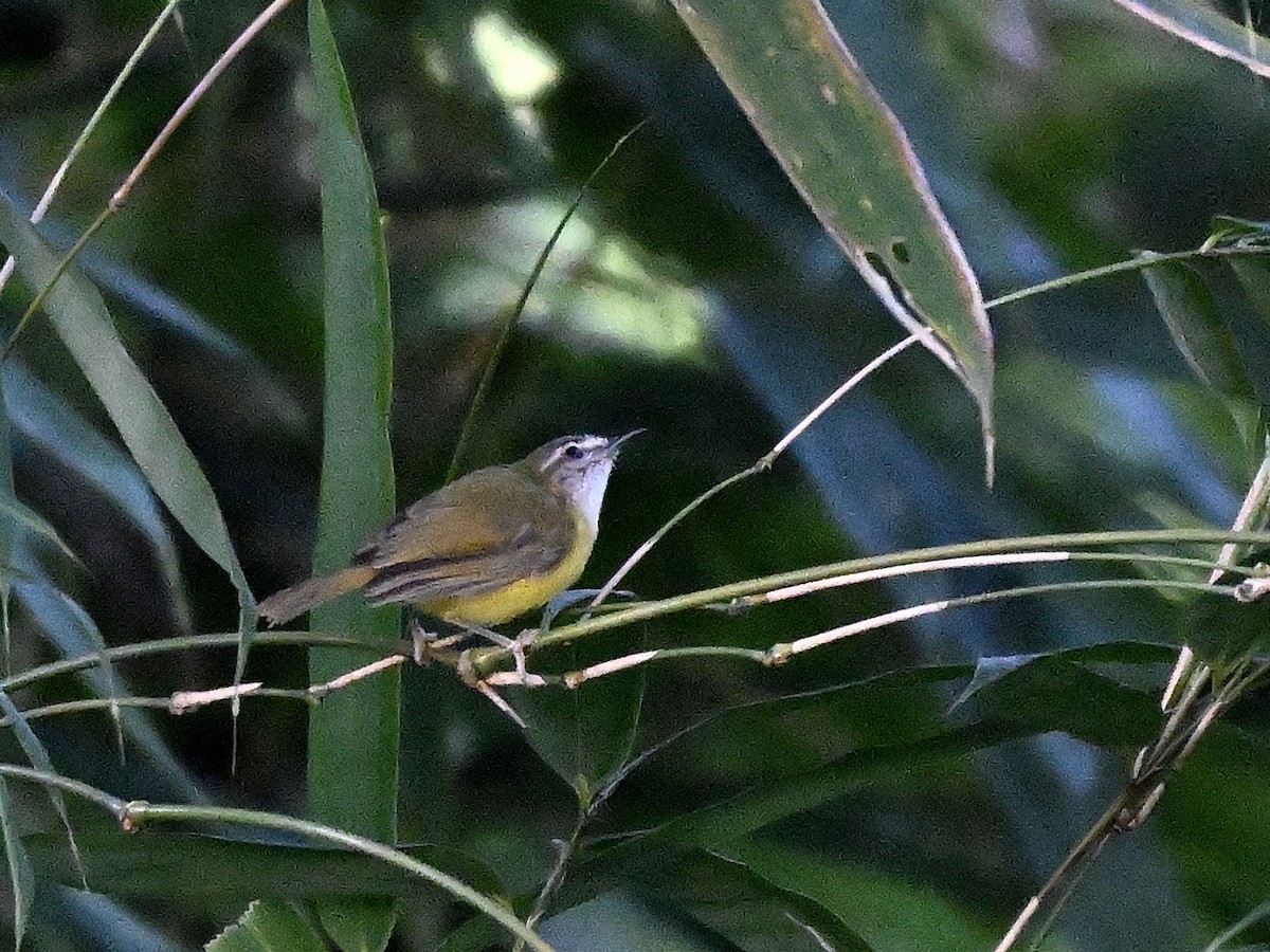 Yellow-bellied Warbler - ML641164405