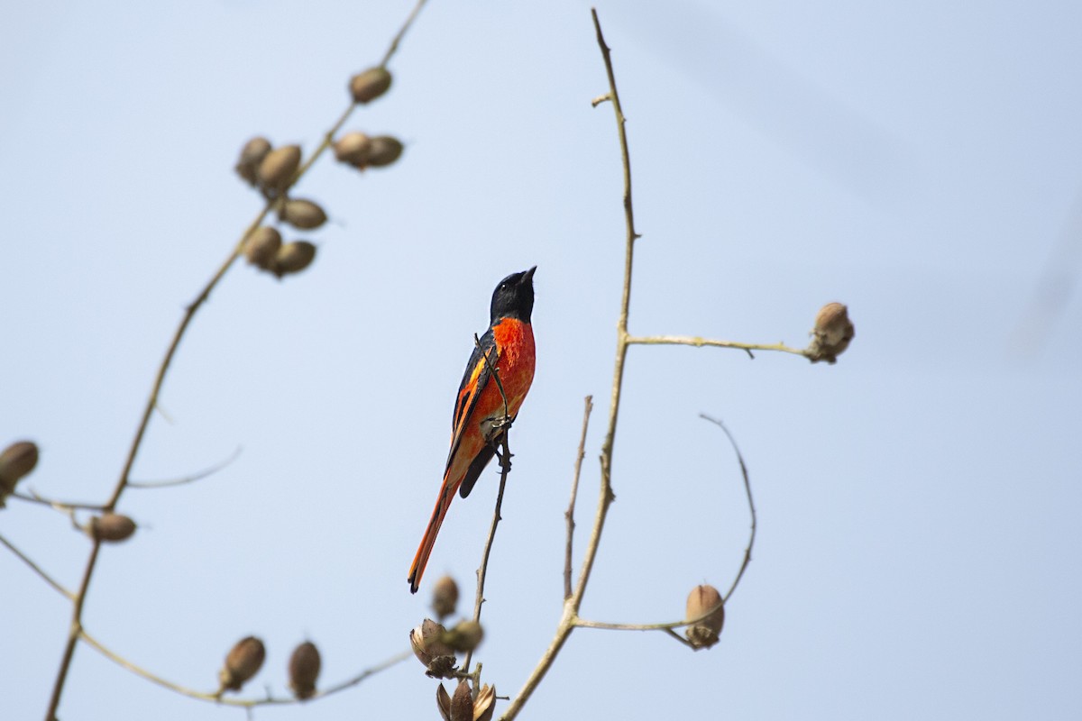 Long-tailed Minivet - ML641164416