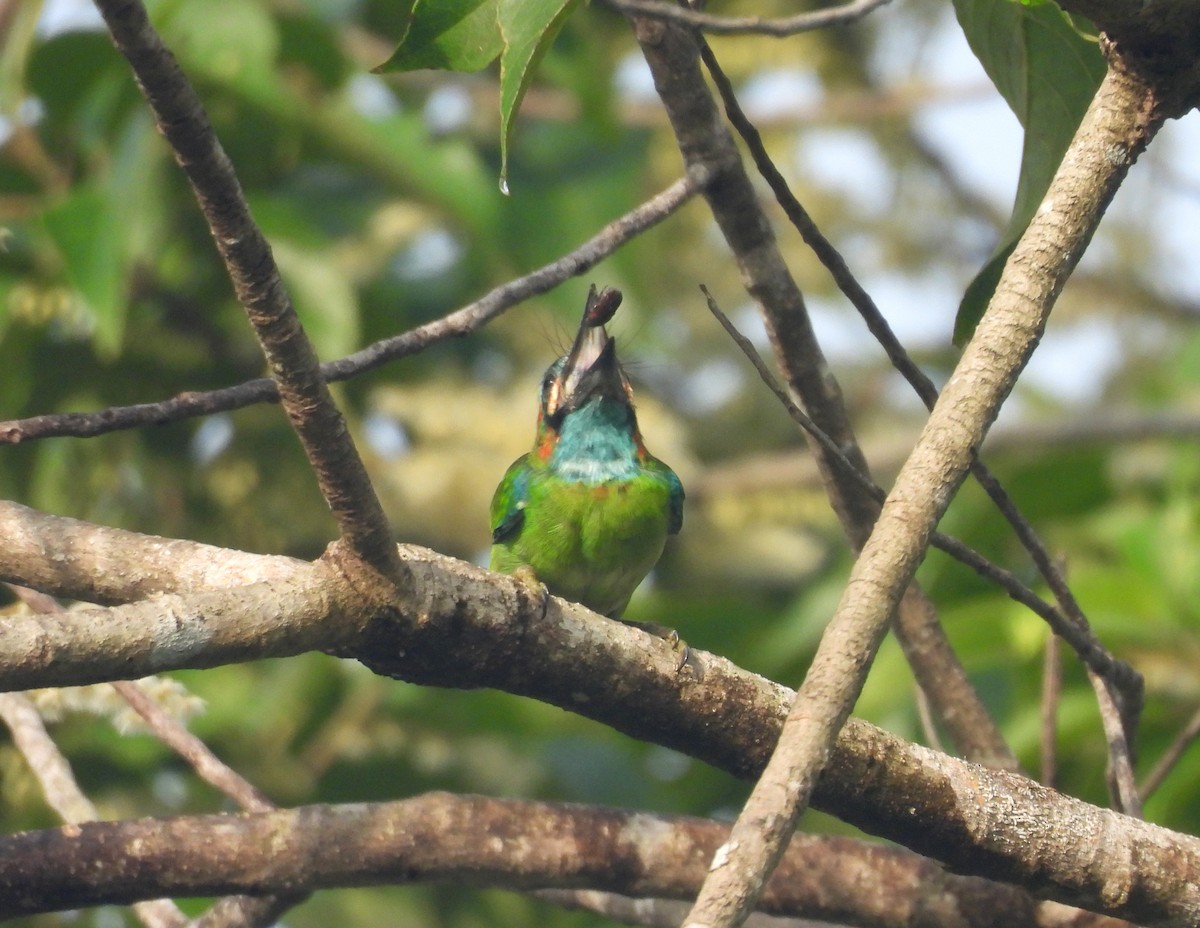 Blue-eared Barbet - ML641164422