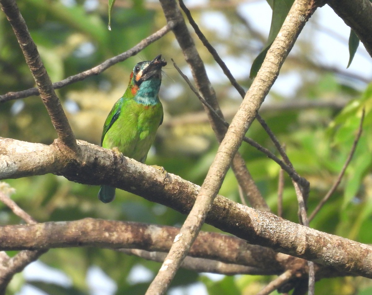 Blue-eared Barbet - ML641164423