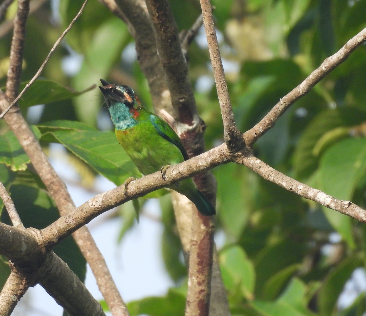 Blue-eared Barbet - ML641164426