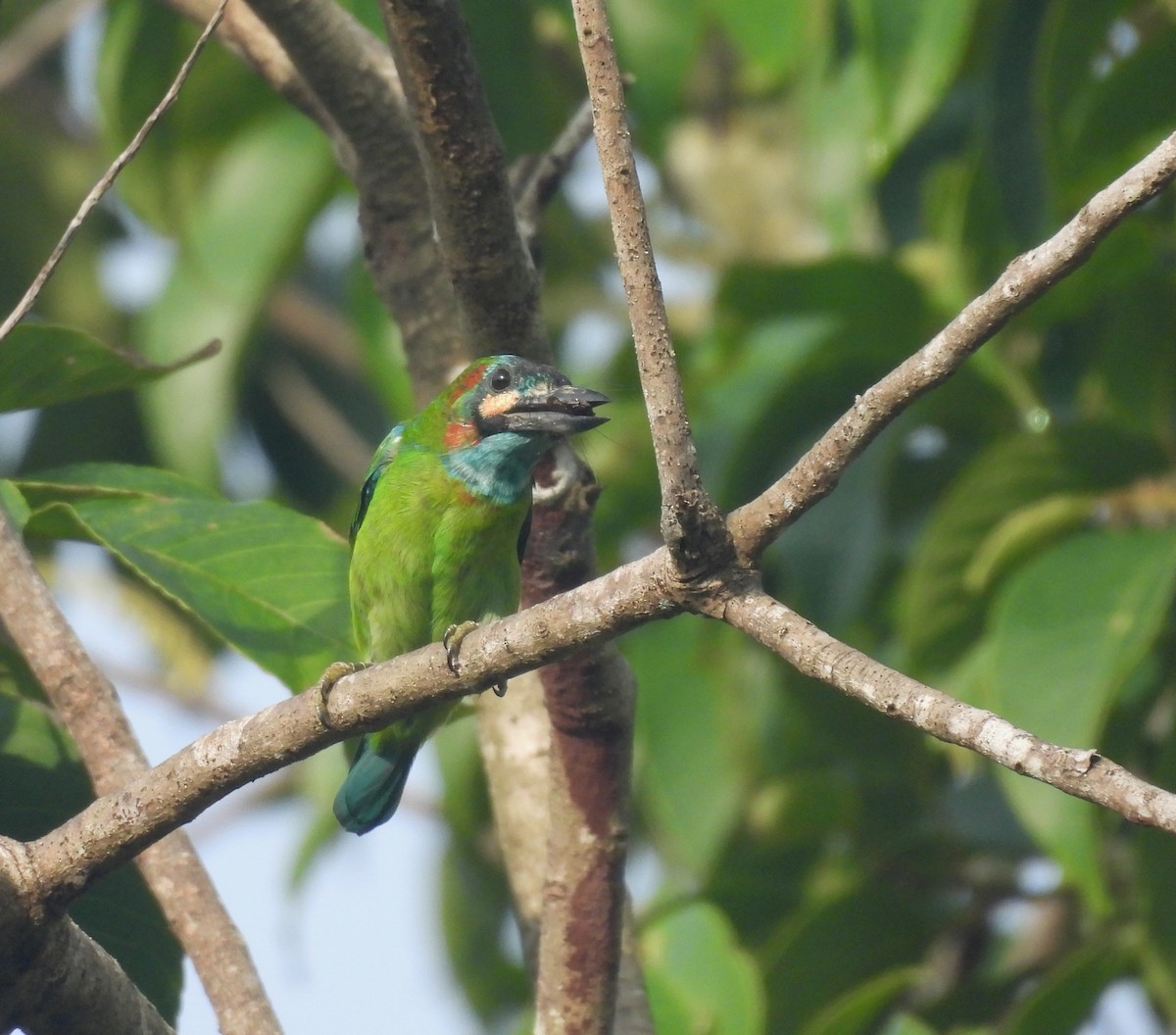 Blue-eared Barbet - ML641164428