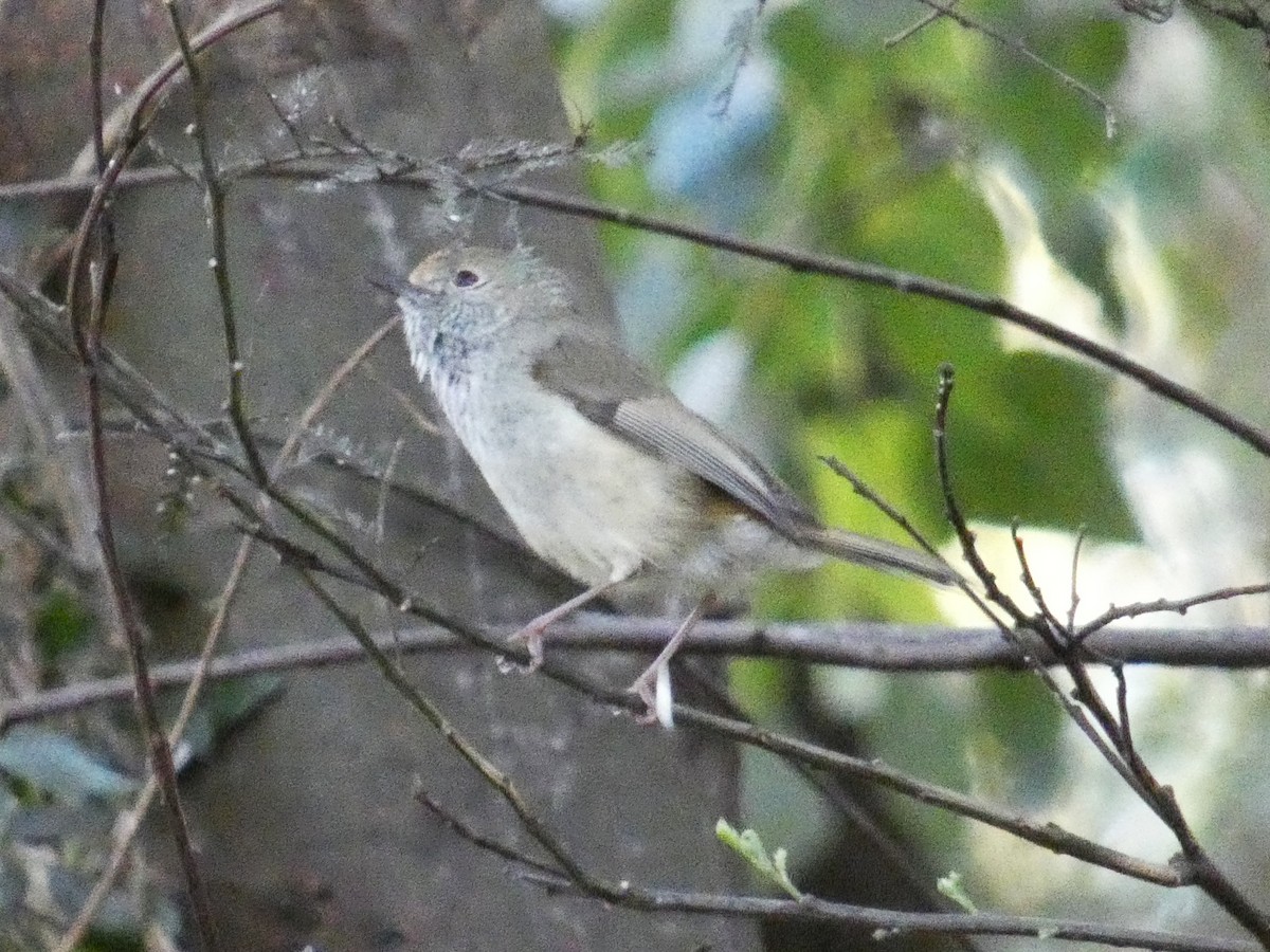 Brown Thornbill - ML641164437