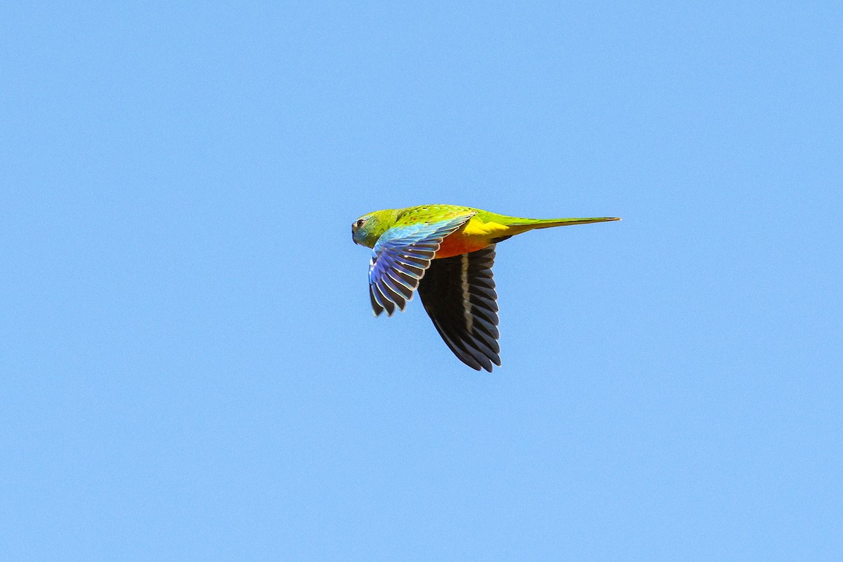 Turquoise Parrot - ML641164461