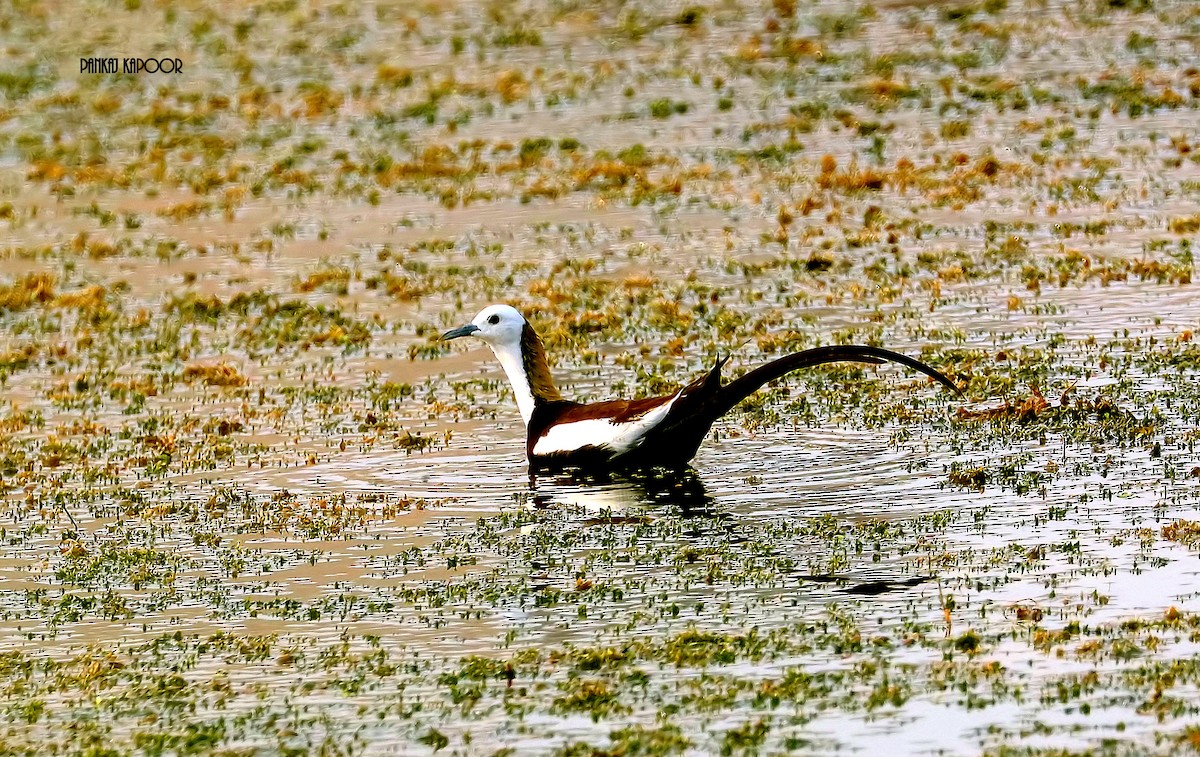 Pheasant-tailed Jacana - ML641164473