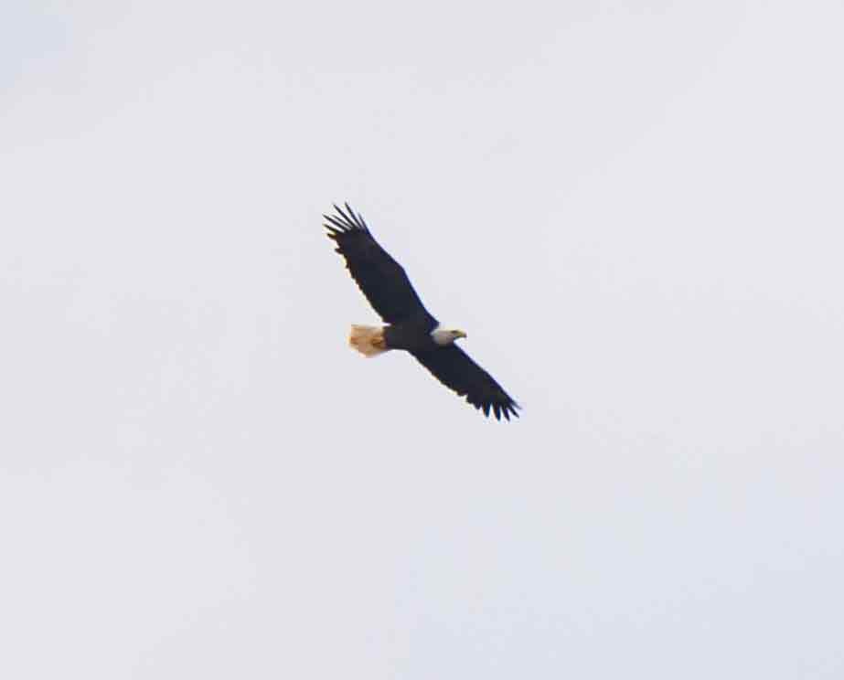 Bald Eagle - ML641164496