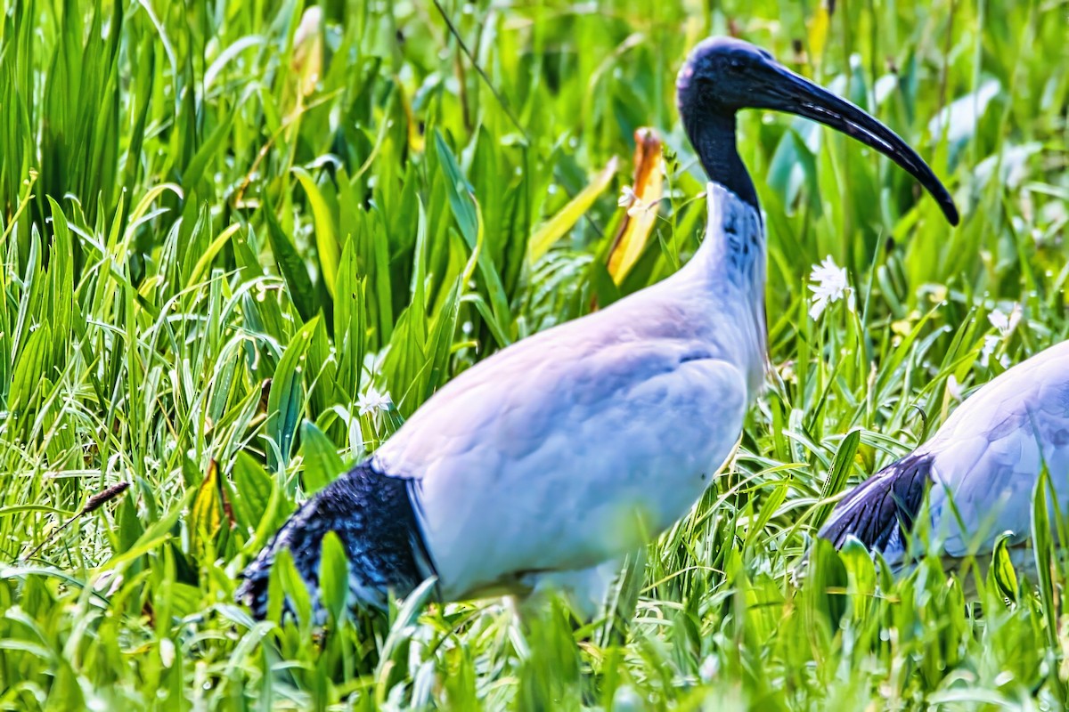 Australian Ibis - ML641164502