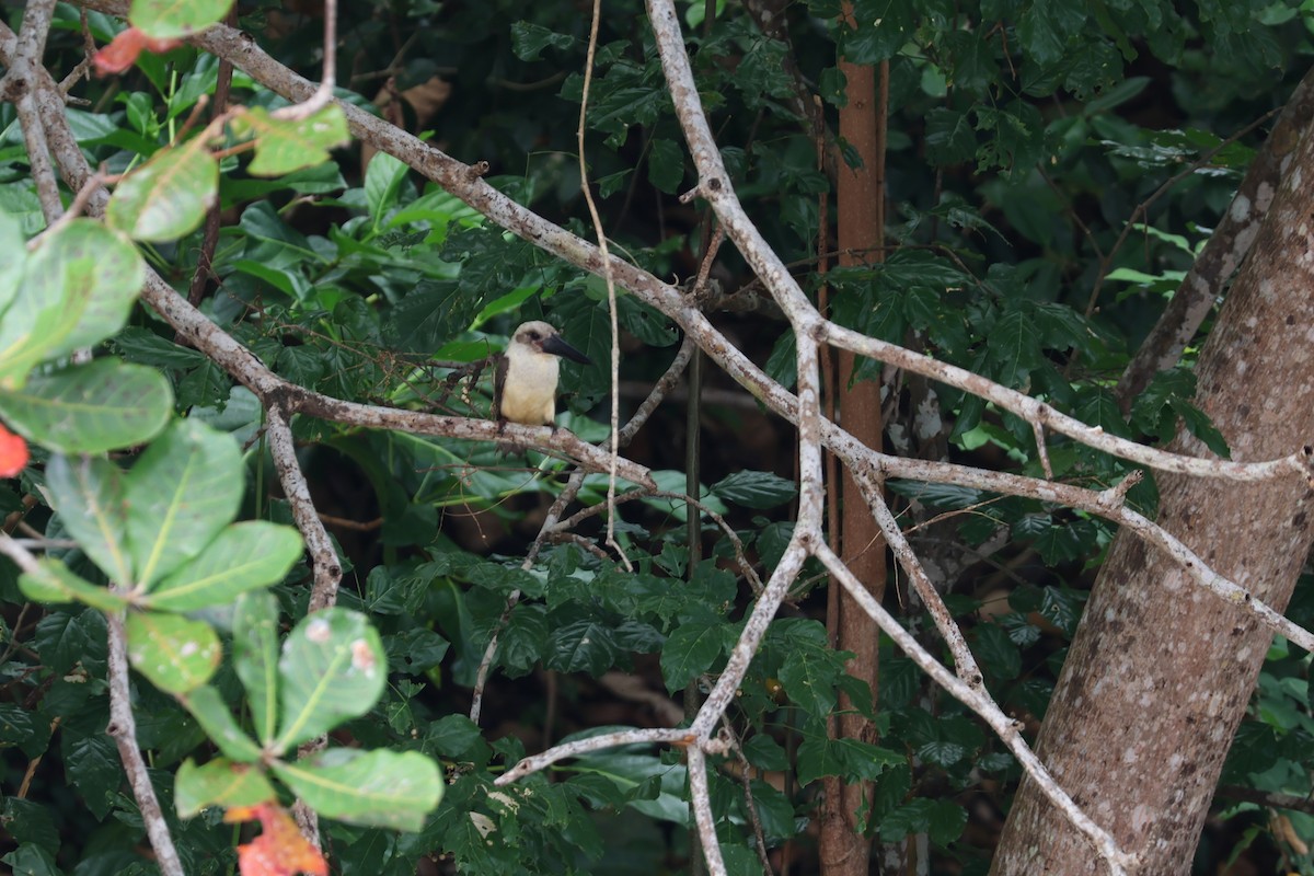 Great-billed Kingfisher - ML641164511