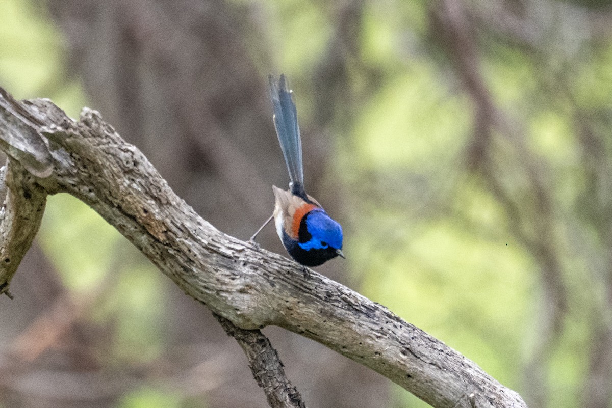 Purple-backed Fairywren - ML641164539