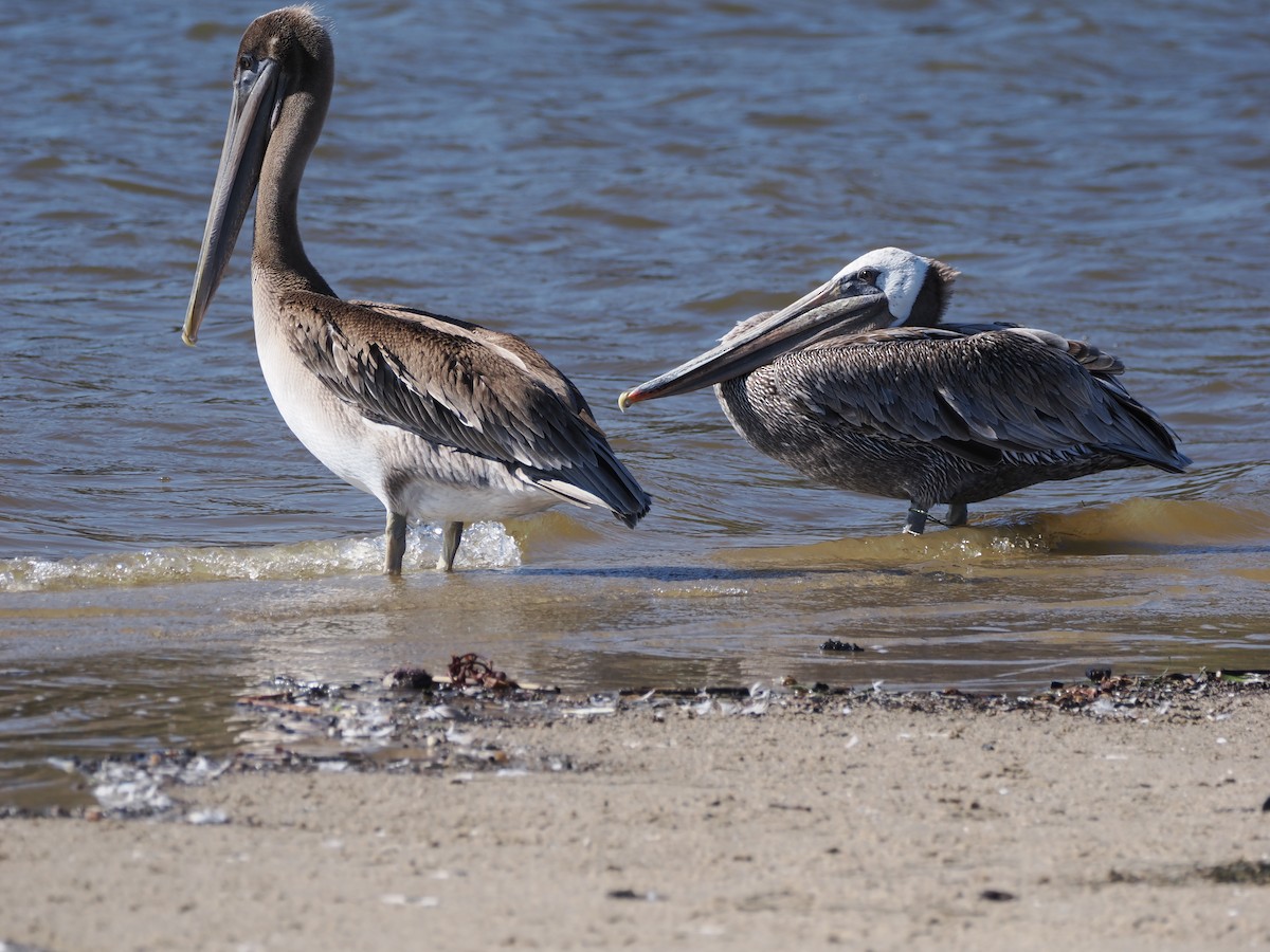 Brown Pelican - ML641164571