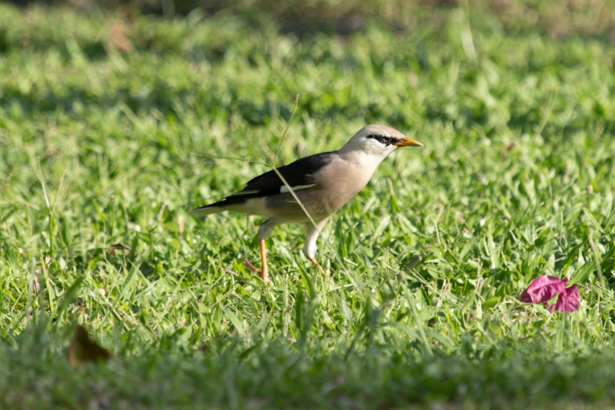Miná Vinoso - ML641164595