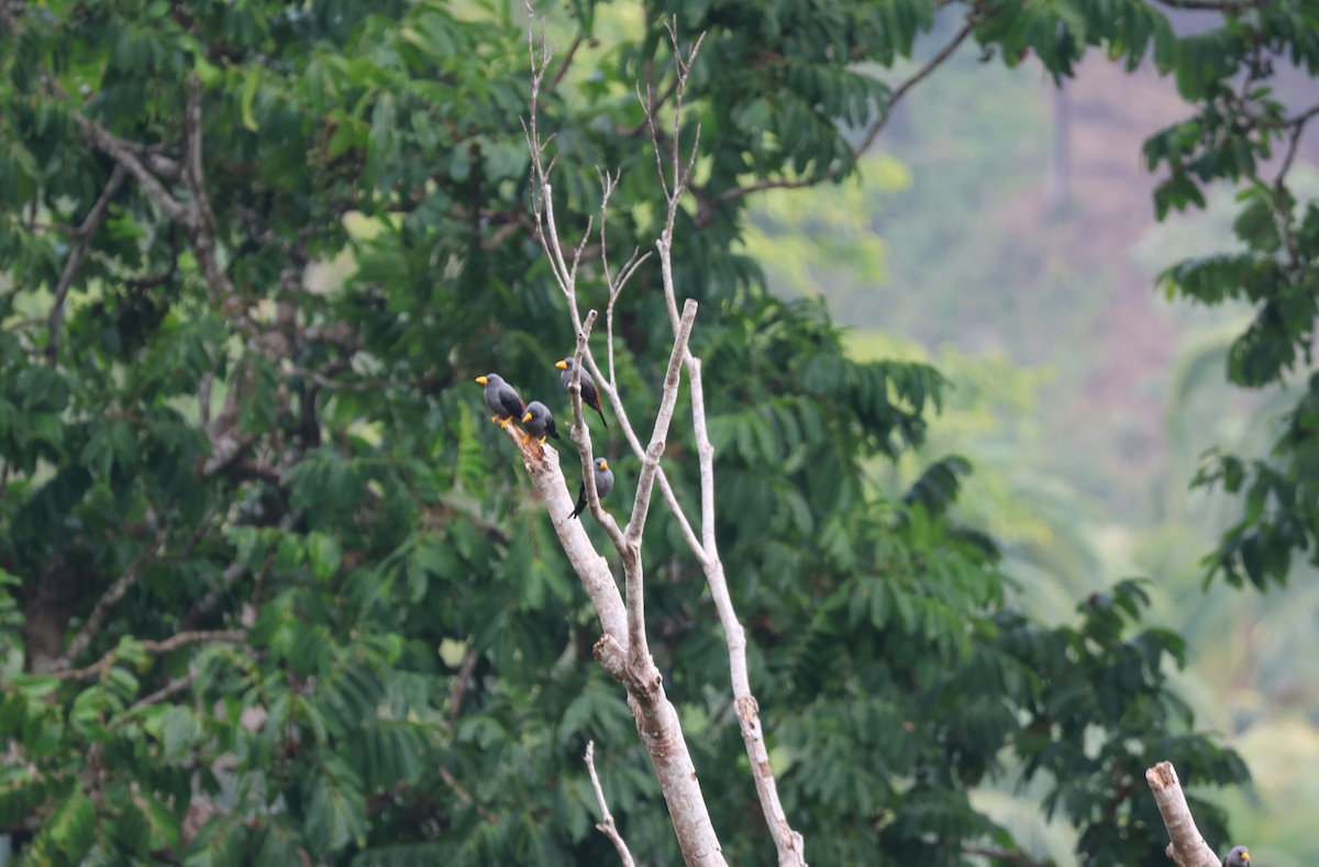 Finch-billed Myna - ML641164597
