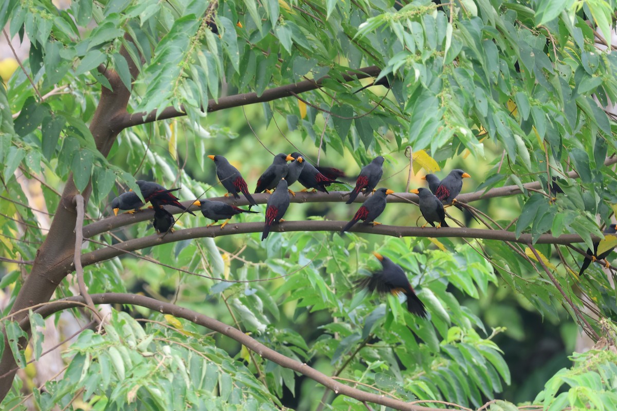Finch-billed Myna - ML641164598