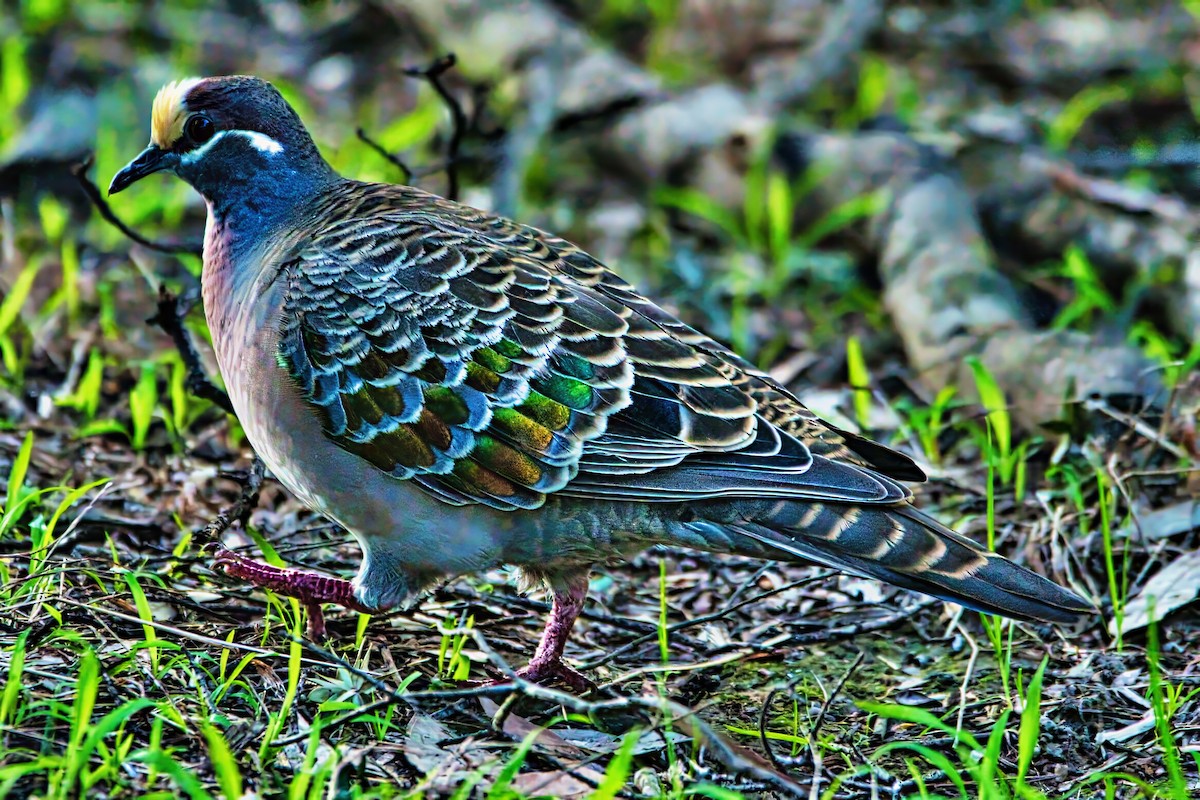 Common Bronzewing - ML641164601