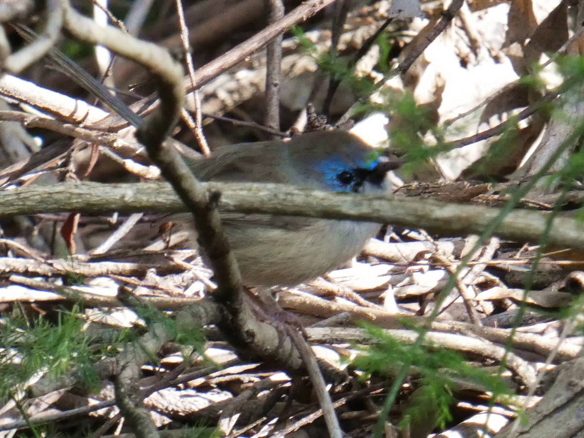 Variegated Fairywren - ML641164608