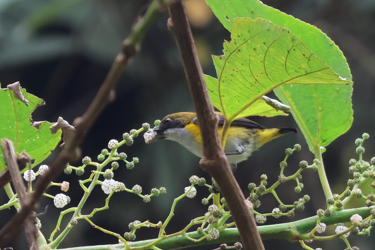 Yellow-sided Flowerpecker - ML641164611
