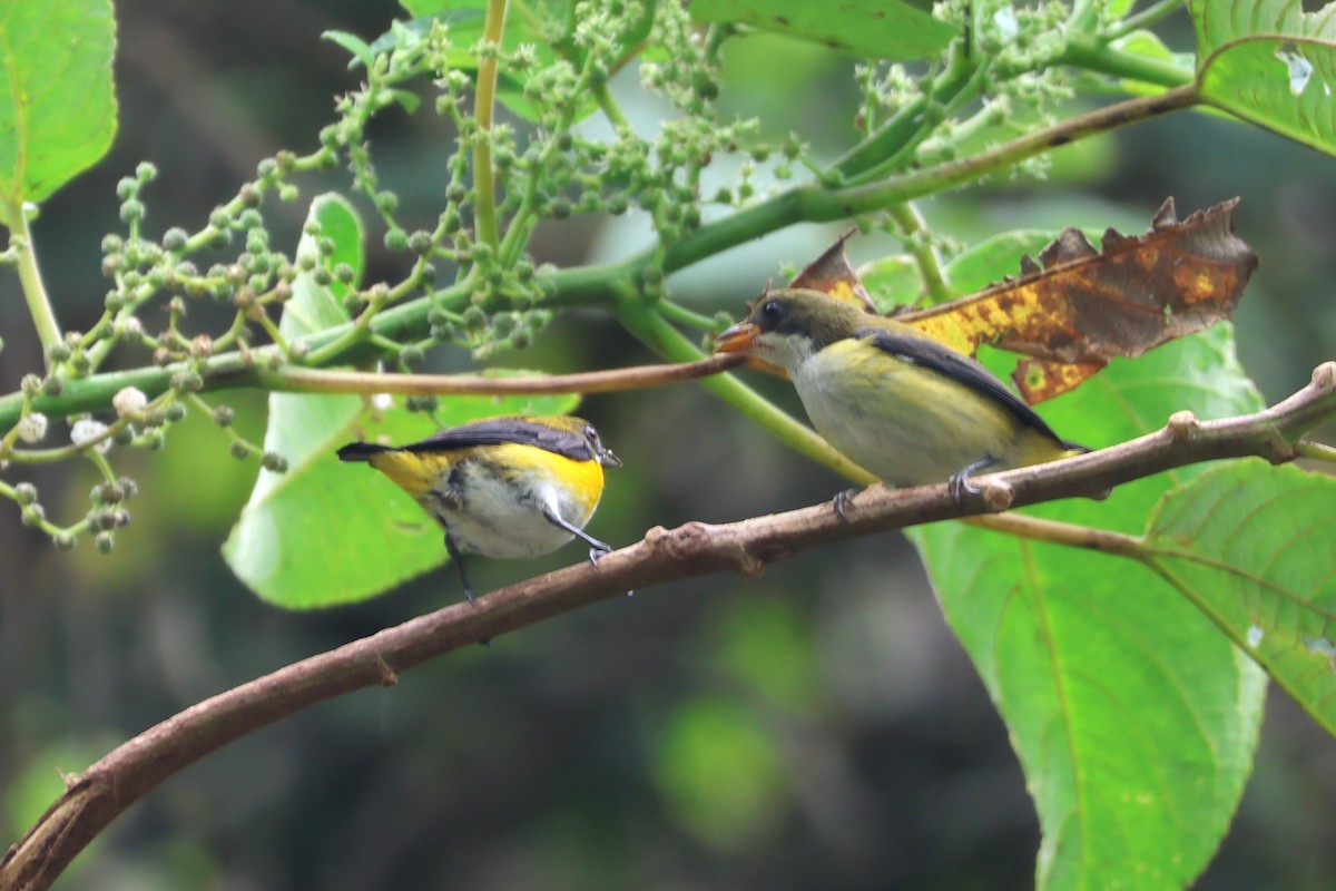 Yellow-sided Flowerpecker - ML641164613
