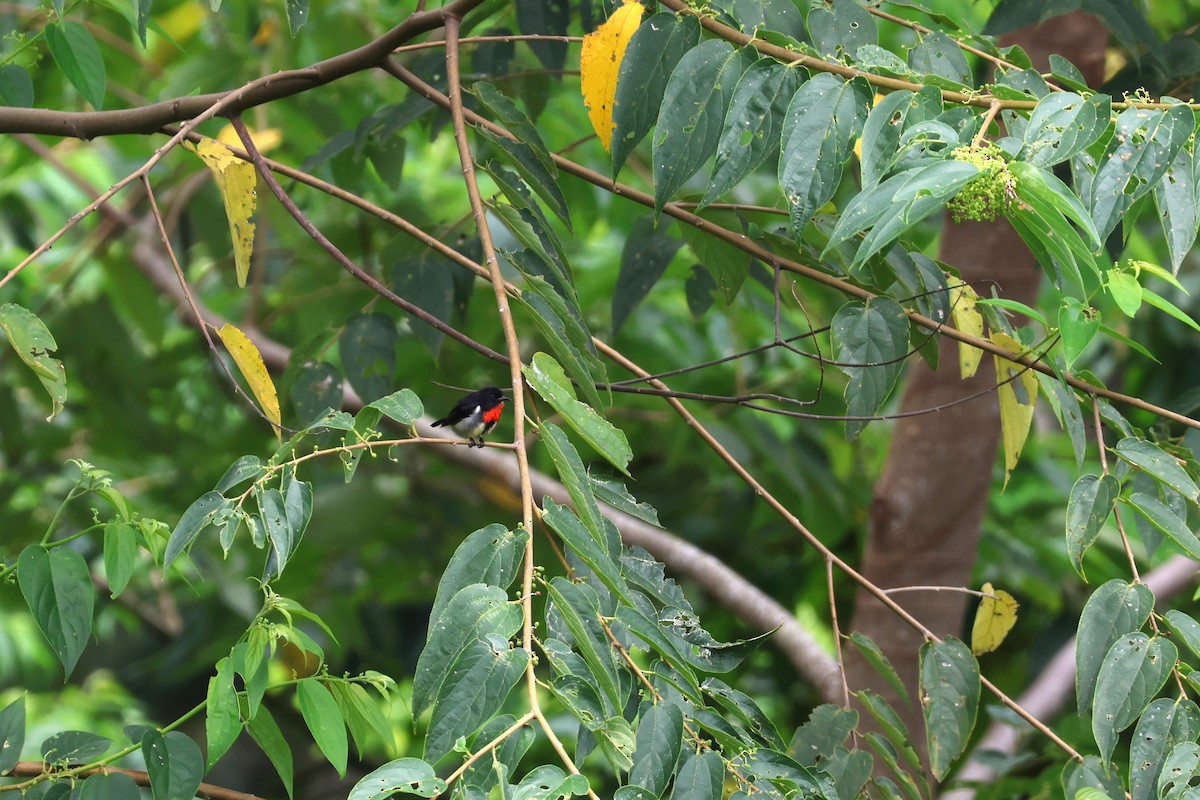Gray-sided Flowerpecker - ML641164620