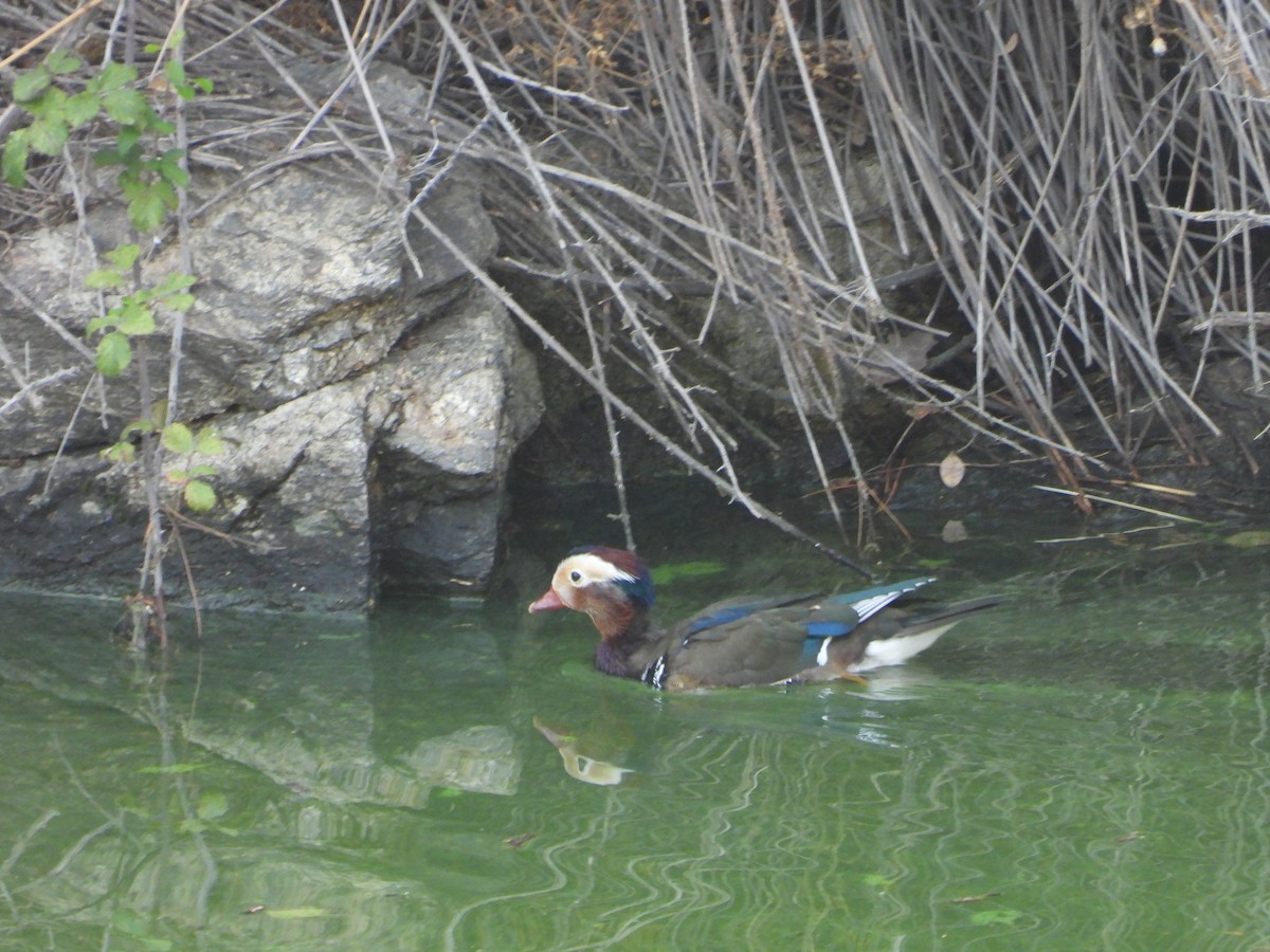 Mandarin Duck - ML641164623