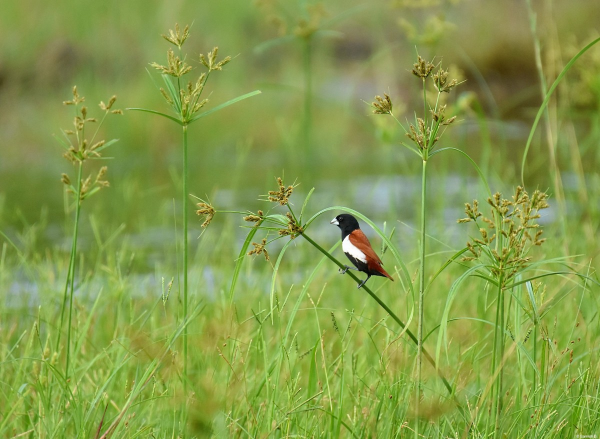 Tricolored Munia - ML641164626