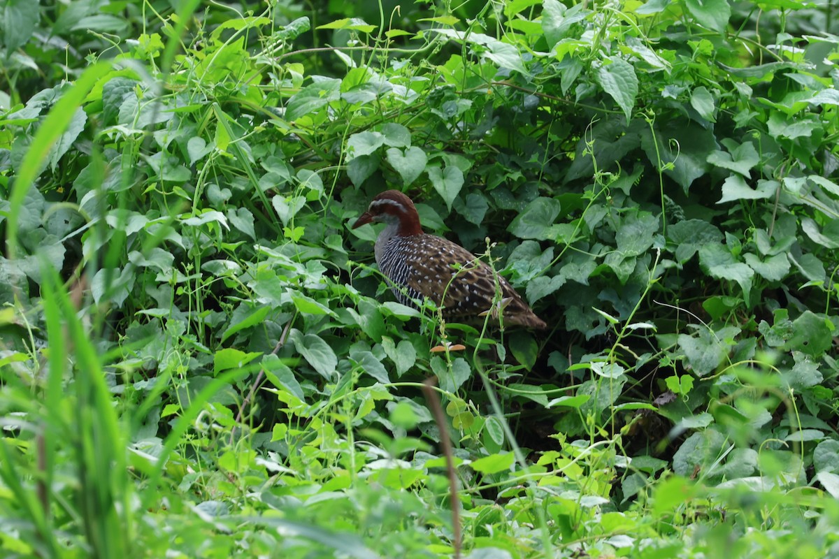 Buff-banded Rail - ML641164628