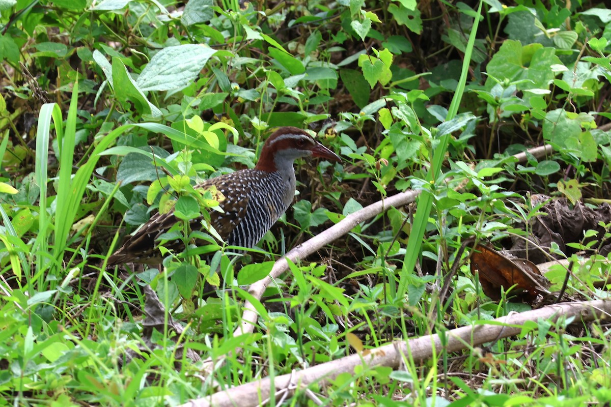 Buff-banded Rail - ML641164629