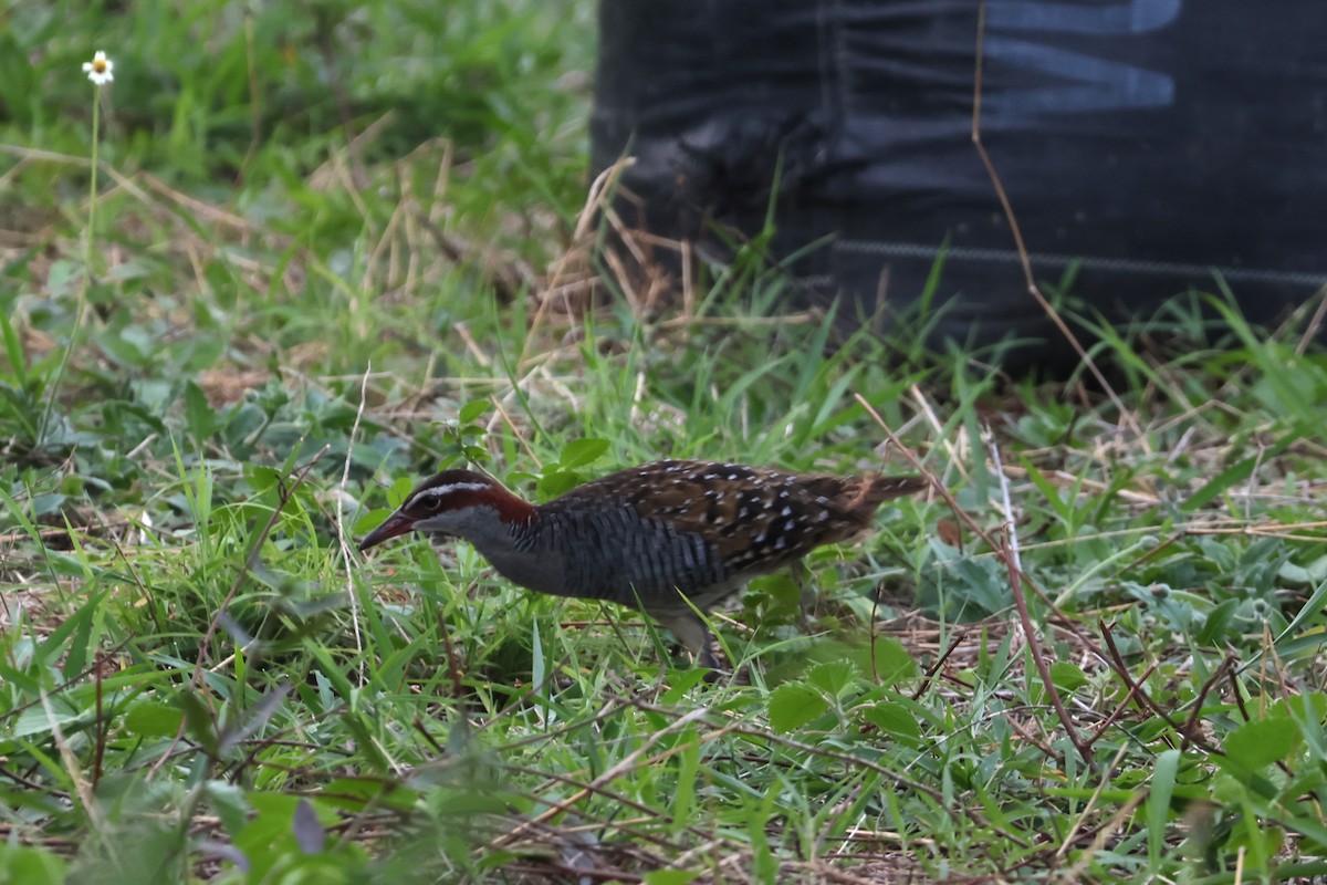 Buff-banded Rail - ML641164630