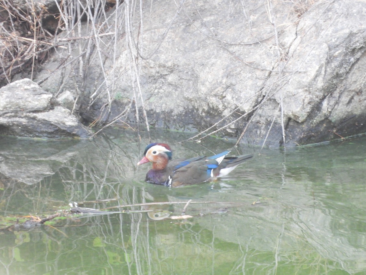 Mandarin Duck - ML641164631