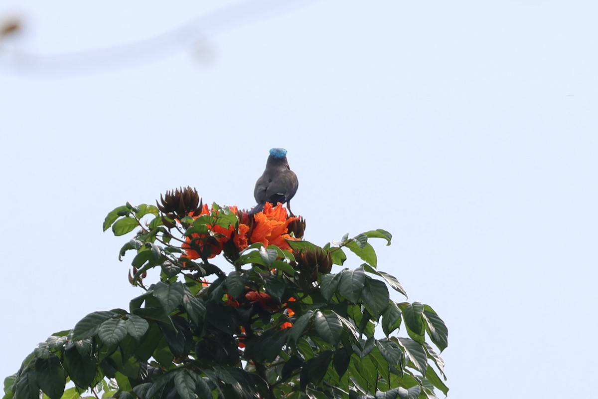 Purple-winged Roller - ML641164632