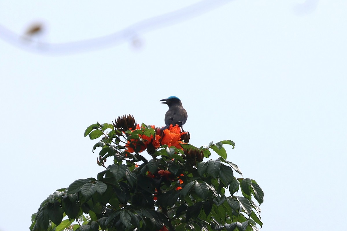 Purple-winged Roller - ML641164633