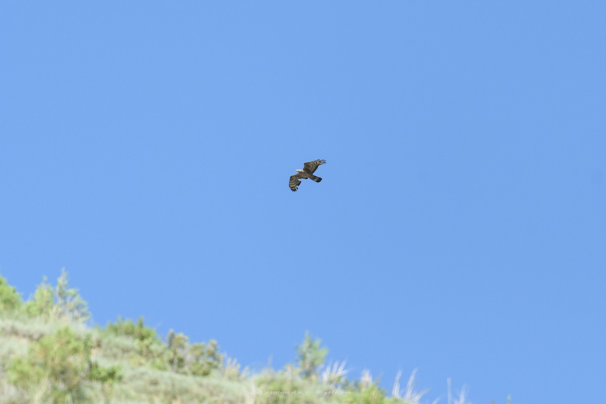 Oriental Honey-buzzard - ML641164638