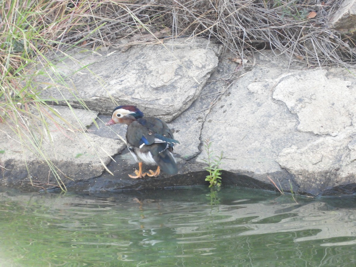 Mandarin Duck - ML641164640