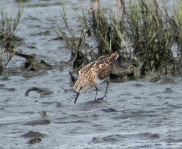 Little Stint - ML641164645