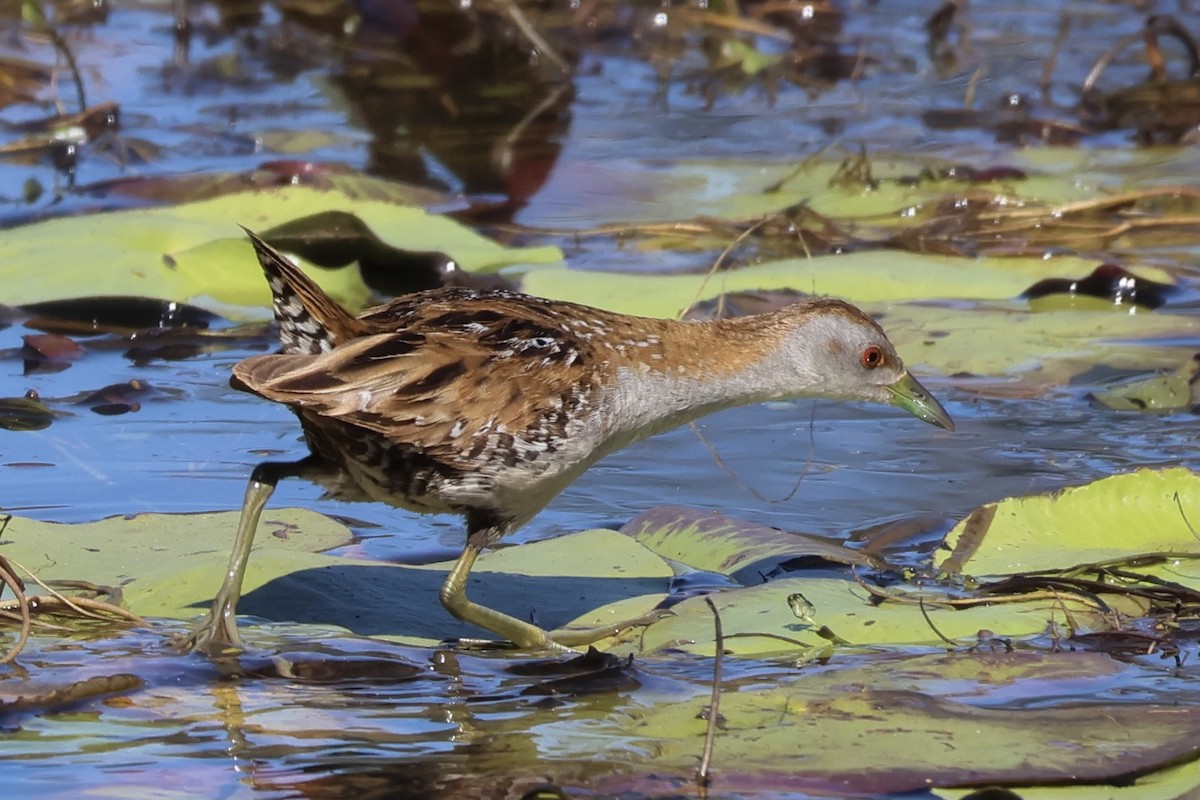 Baillon's Crake - ML641164648