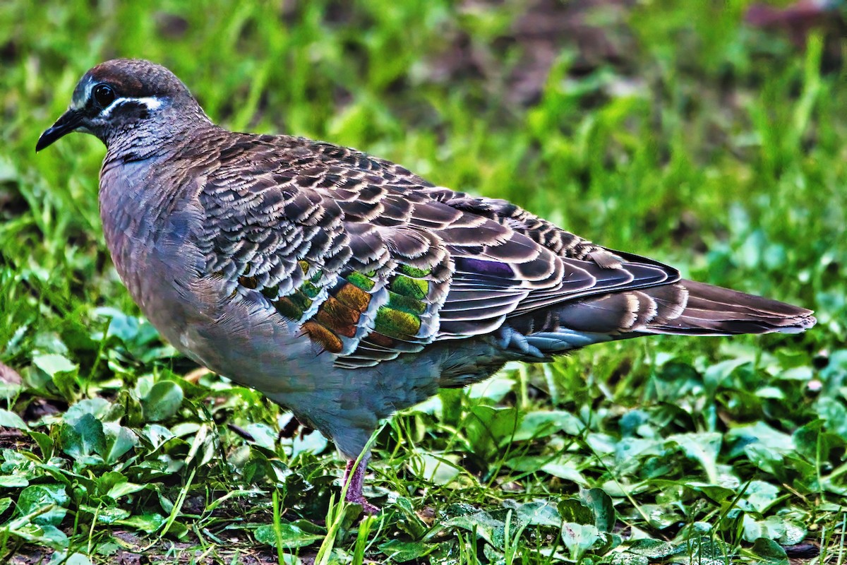 Common Bronzewing - ML641164652