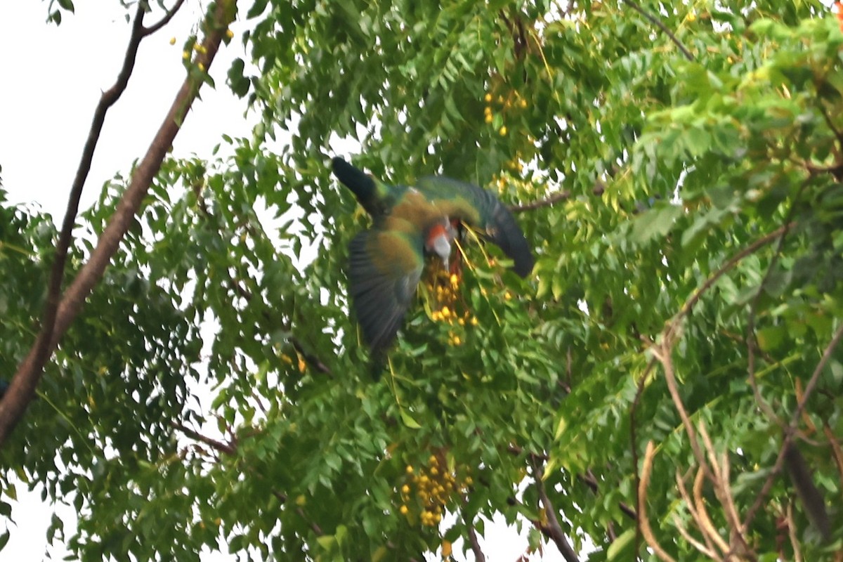 Green Imperial-Pigeon (Rufous-naped) - ML641164654