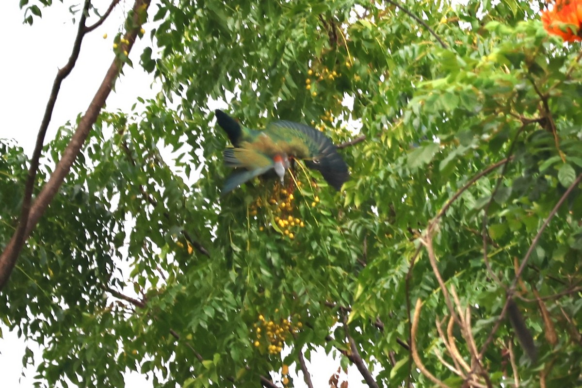 Green Imperial-Pigeon (Rufous-naped) - ML641164655