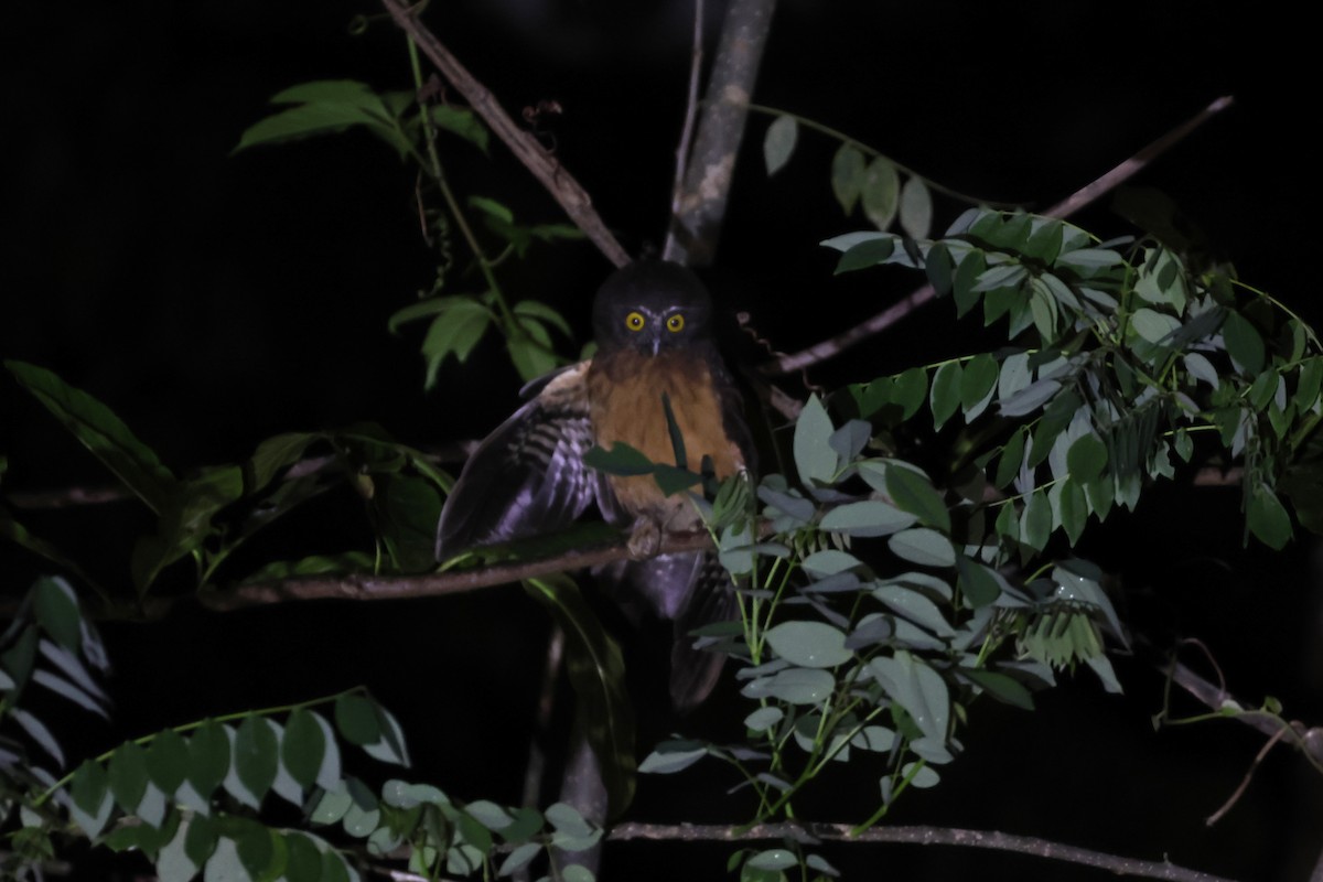 Ochre-bellied Boobook - ML641164662