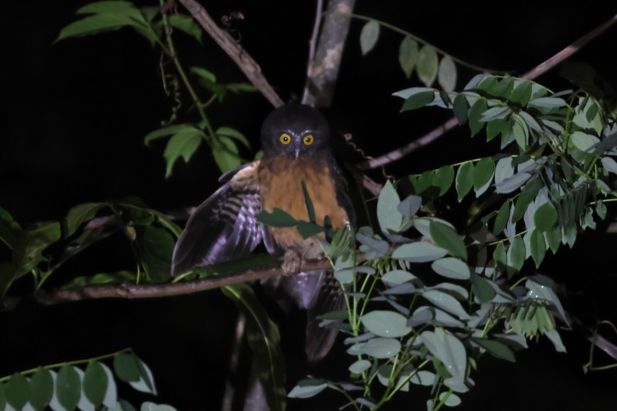 Ochre-bellied Boobook - ML641164663