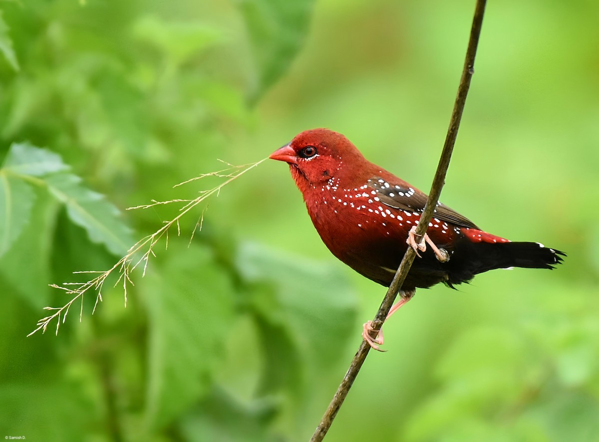 Red Avadavat - ML641164669