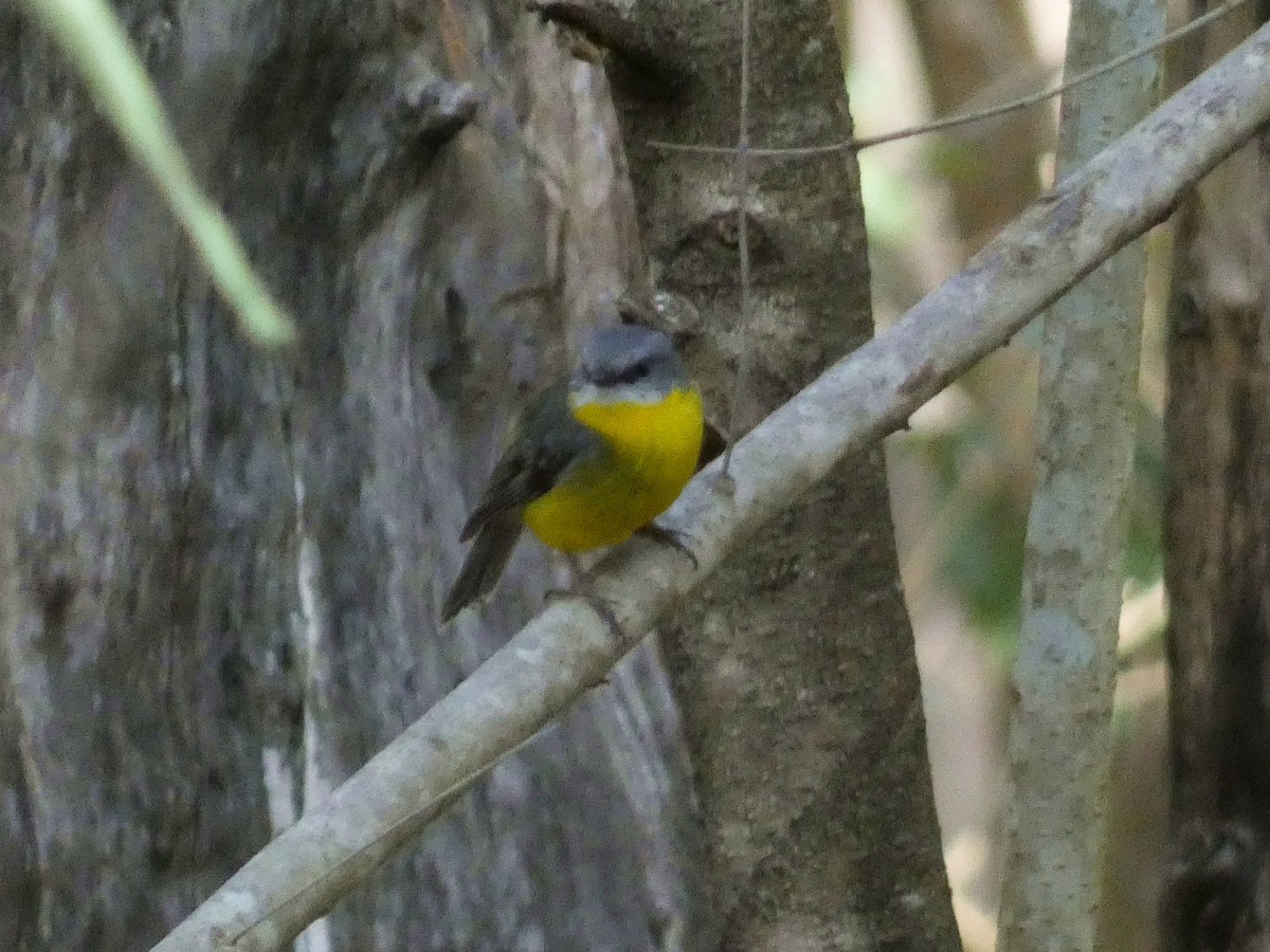 Eastern Yellow Robin - ML641164677