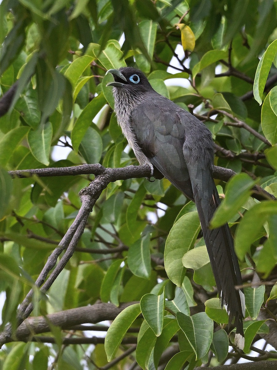 Blue-faced Malkoha - ML641164697