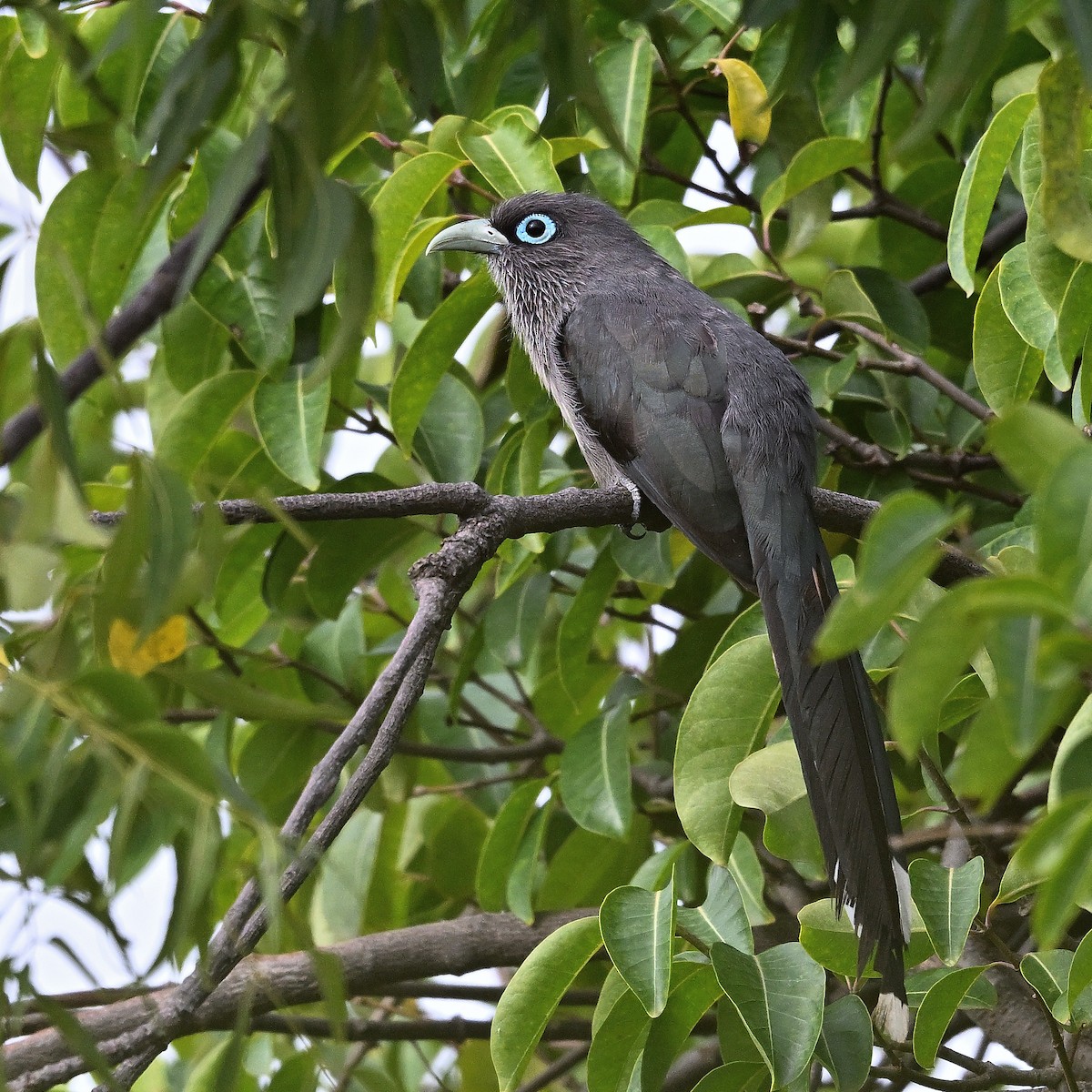 Blue-faced Malkoha - ML641164698
