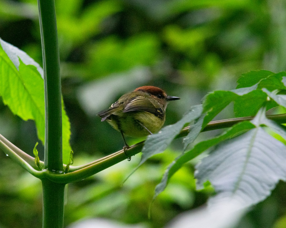 Rufous-crowned Tody-Flycatcher - ML641164729