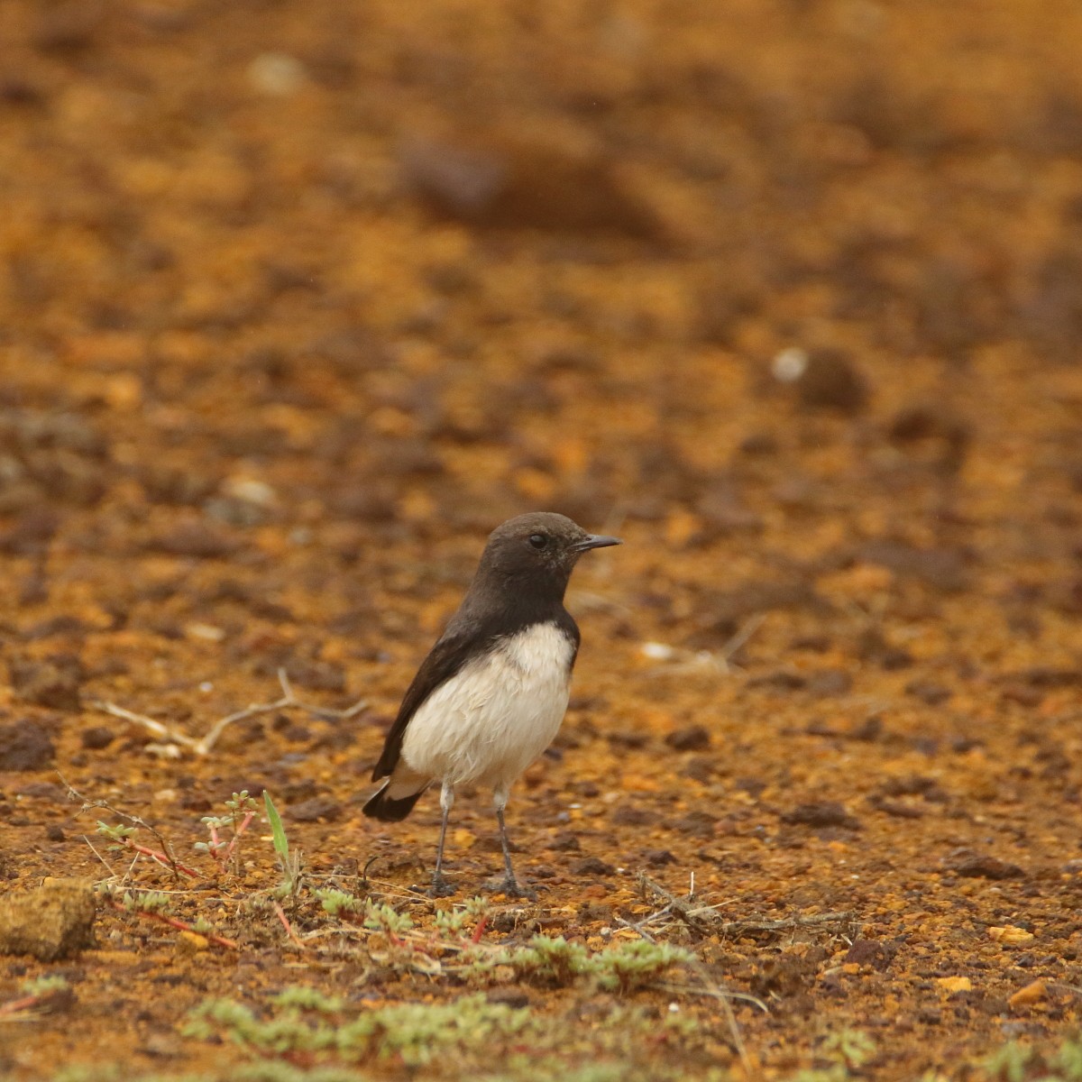 bělořit proměnlivý - ML641164737