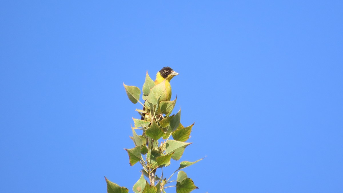 Black-headed Bunting - ML641164739