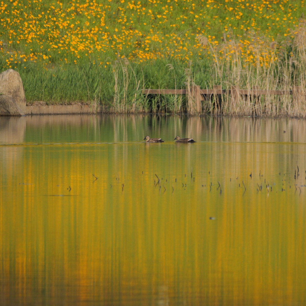 Eastern Spot-billed Duck - ML641164743